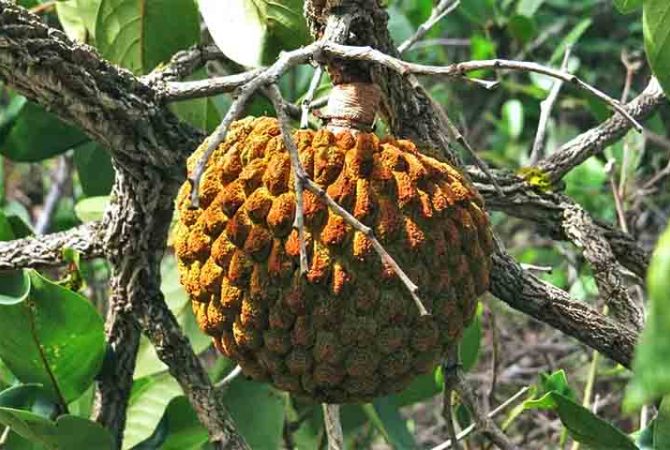 Fruto símbolo do Cerrado tem aroma inconfundível e ação anti-inflamatória