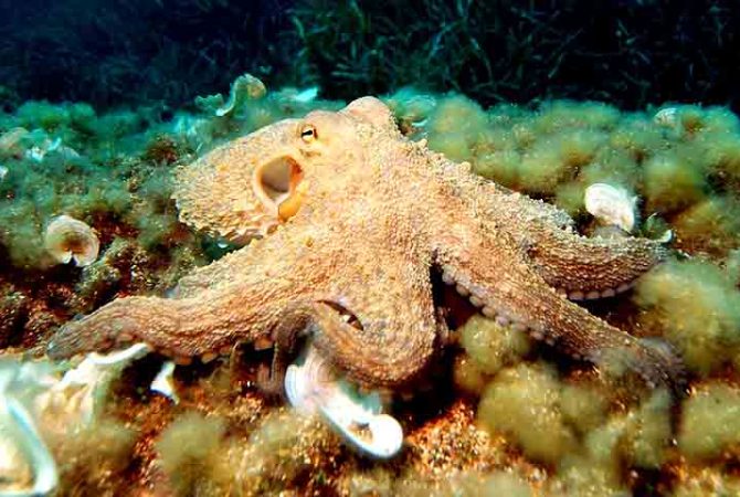 ‘Alienígenas’ do mar: a incrível inteligência dos polvos