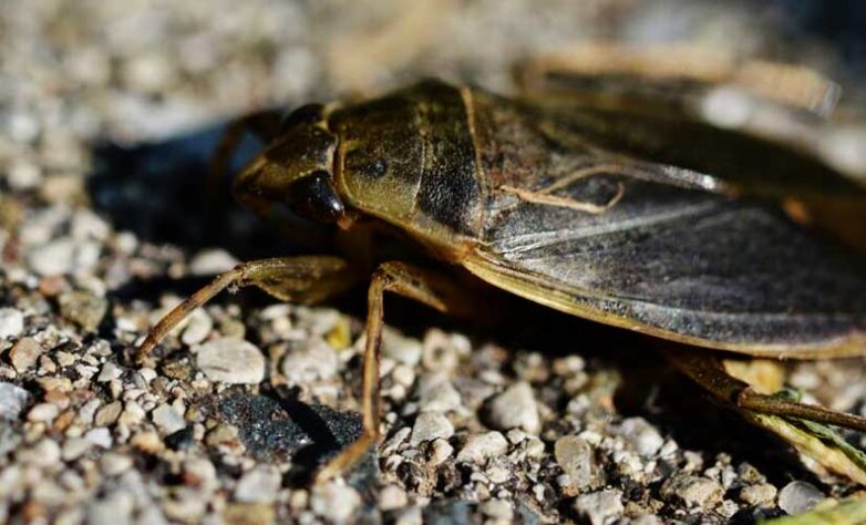 Barata Gigante, Lethocerus - Ryan Hodnett/Wikimedia Commons