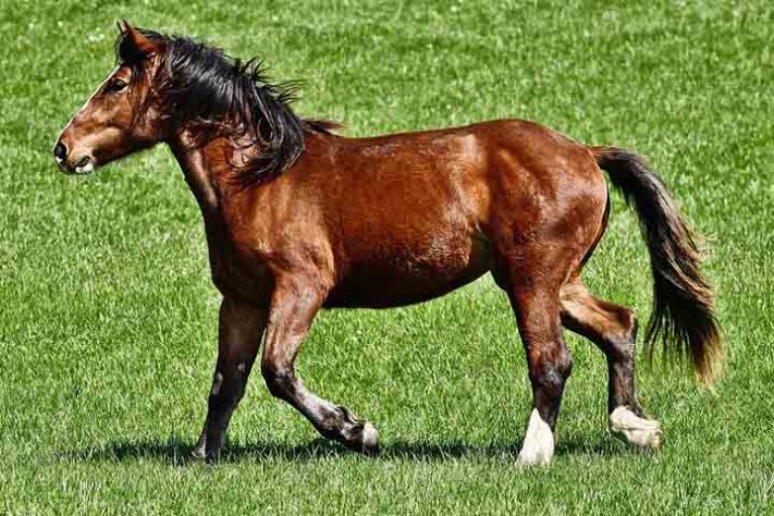 Cavalo, animal - Imagem de Alexa por Pixabay