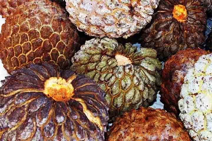 Com um aroma inconfundível e características próprias, o marolo (Annona crassiflora) possui um nome de origem guarani que significa “fruta mole”.
