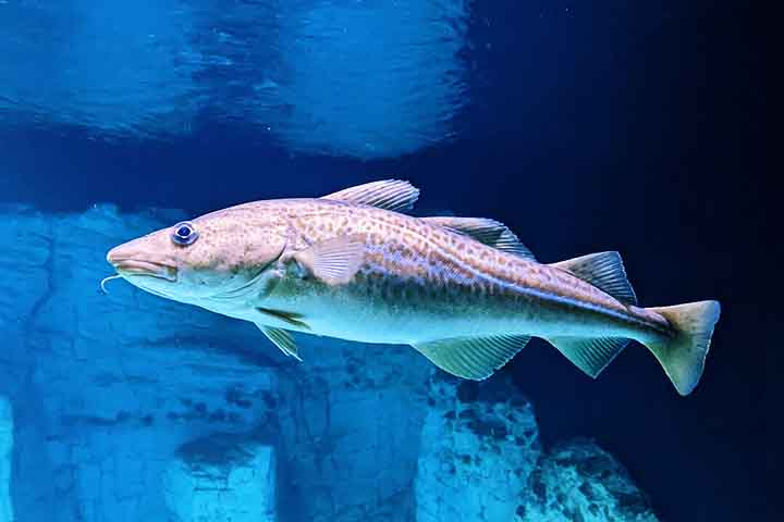Segundo o Conselho Federal de Medicina Veterinária brasileiro, são três as principais espécies de bacalhau no Brasil: do Porto ou Cod (foto); do Pacífico; e da Groenlândia.