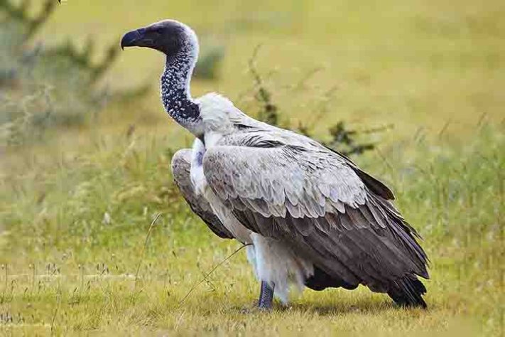 Abutres, aves, animais - Yathin sk./Wikimédia Commons