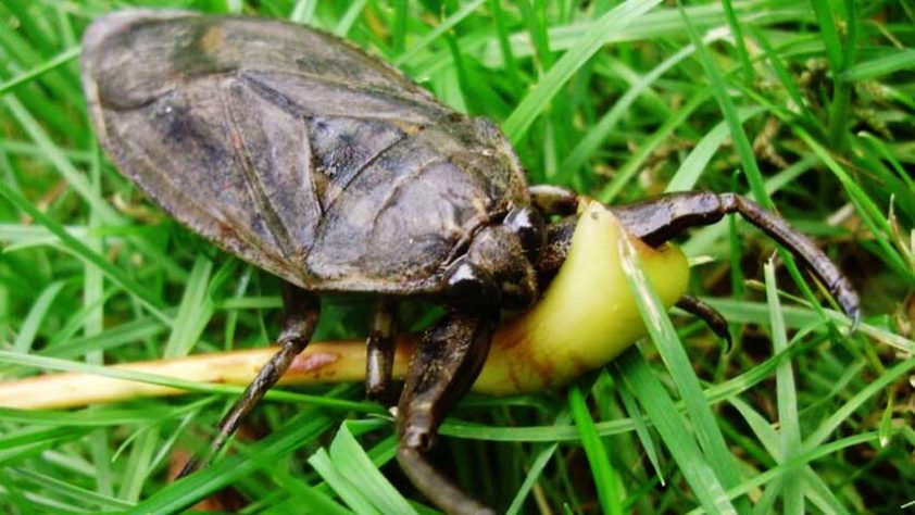 Barata Gigante, Lethocerus - Barata Gigante, Lethocerus - Robert Webster/Wikimedia Commons
