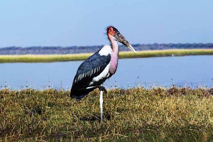 Marabu-africano – 35 cm - África subsaariana (savanas e pântanos); Bico longo e robusto, usado para limpar carniça. Expectativa de vida: 25 a 30 anos