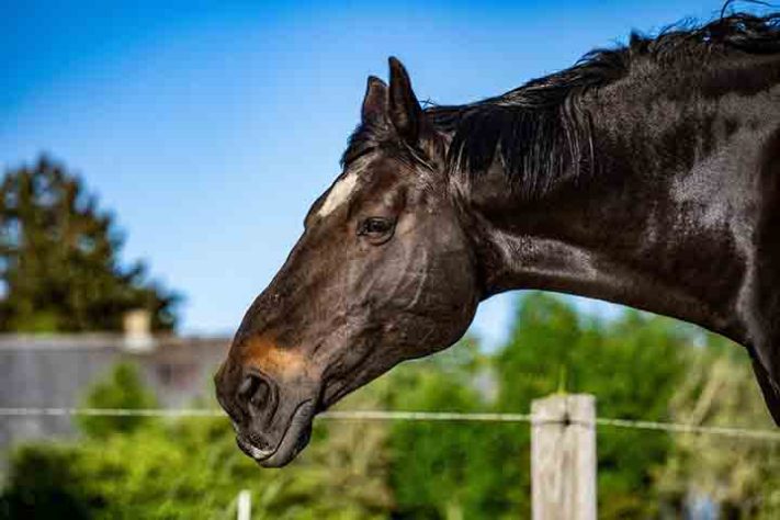 Cavalo, animal - Imagem de Louise Fjord Jensen por Pixabay