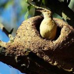 João-de-barro (Furnarius rufus) - Ninhos mais curiosos de animais para proteção das crias - Dario Sanches/Wikimédia Commons