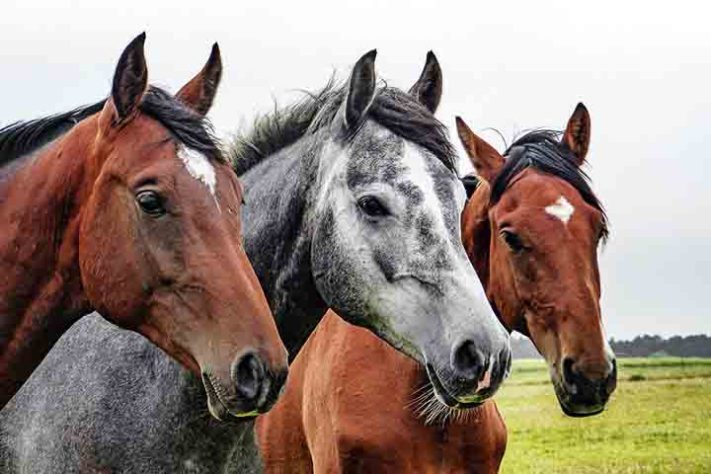 Cavalo, animal - Imagem de Wolfgang Claussen por Pixabay