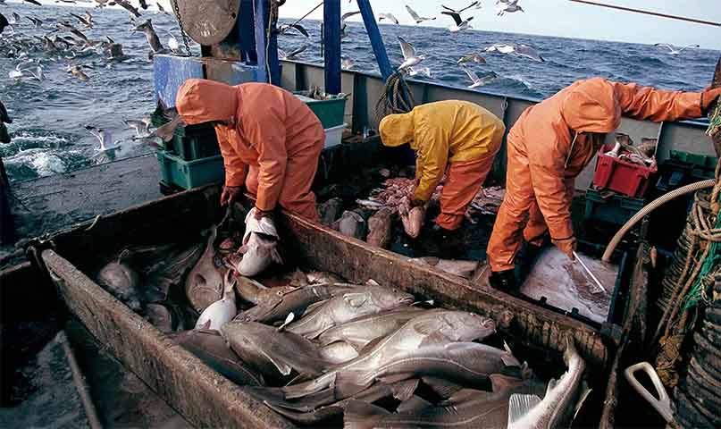 E para você que pensou "mas e Portugal?", aqui vai outra surpresa: nenhum peixe da família do bacalhau é pescado no país da Península Ibérica!