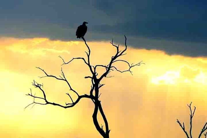 Abutres, aves, animais - Reprodução do Youtube Canal Maiores do Mundo