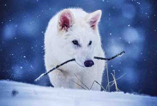 Cientistas usam DNA de fóssil para recriar espécie extinta há 10 mil anos: o lobo-terrível