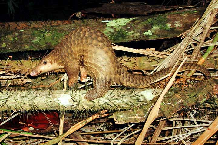 Salvar esses animais exige não apenas ação política e legal, mas também empatia. Conhecer suas histórias é o primeiro passo para garantir que não desapareçam de vez, soterrados pelo peso do tráfico e do descaso.