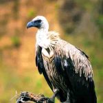 Abutres, aves, animais - Reprodução do Youtube Canal Maiores do Mundo