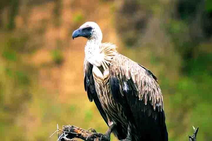 Abutres, aves, animais - Reprodução do Youtube Canal Maiores do Mundo