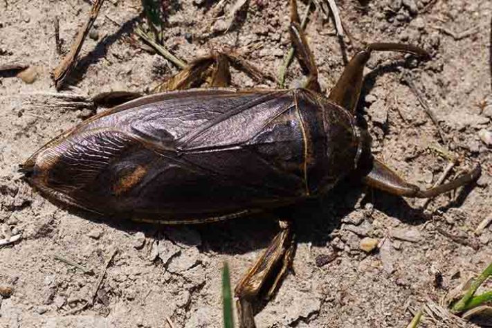 Barata Gigante, Lethocerus - Flickr Lisa King