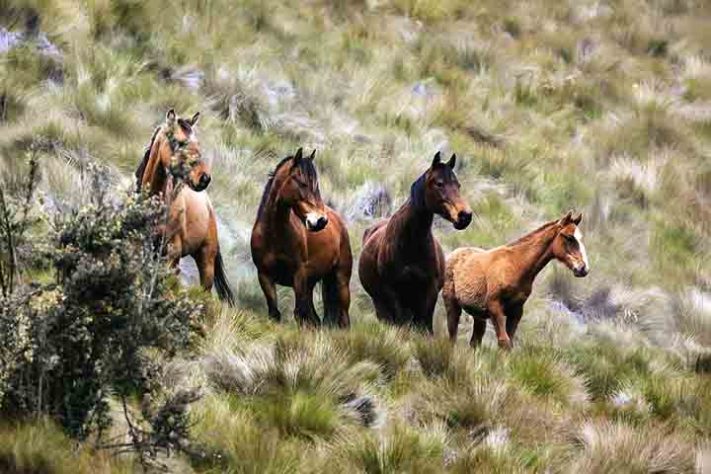 Cavalo, animal - Imagem de Ludovic por Pixabay