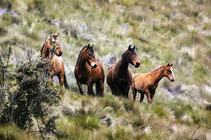 A comunicação entre os cavalos ocorre por meio de relinchos, linguagem corporal e movimentos das orelhas.