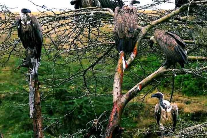 Abutres, aves, animais - Reprodução do Youtube Canal Maiores do Mundo