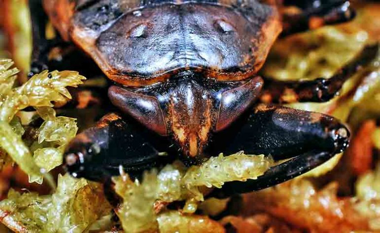 Barata Gigante, Lethocerus - Flickr Basin1979