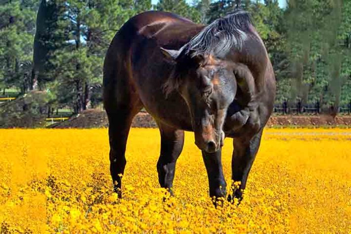 Cavalo, animal -Imagem de Witch Fiction por Pixabay