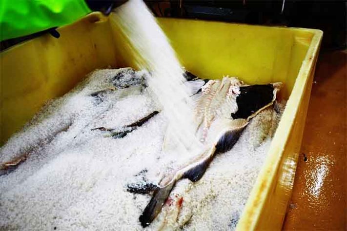 Bacalhau