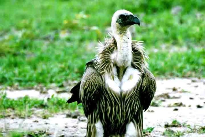 Abutres, aves, animais - Reprodução do Youtube Canal Maiores do Mundo