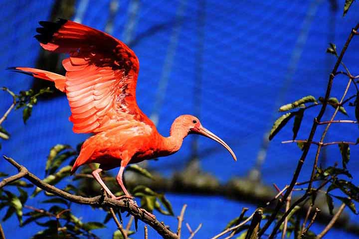Ibis –  20 cm - Ásia, África e Américas (pântanos e campos); Bico curvado para buscar alimentos no lodo. Expectativa de vida: 16 a 20 anos