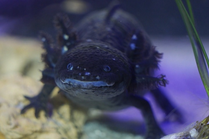 O axolote (Ambystoma mexicanum) foi incluído no game em 2021 e passou a ser conhecido no mundo inteiro.