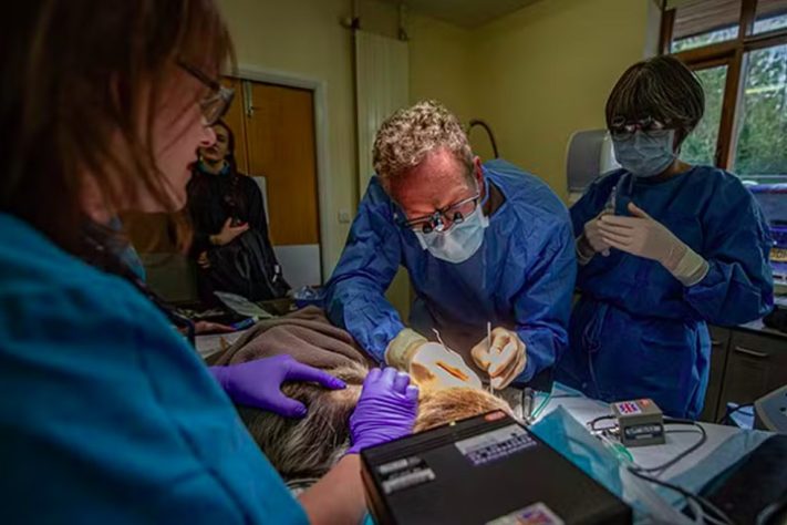Espécie de preguiça endêmica da Amazônia passa por cirurgia inédita para curar dor de dente