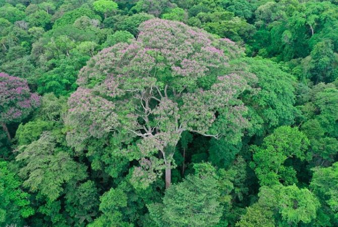 Pesquisa identifica espécie de árvore que se favorece de raios