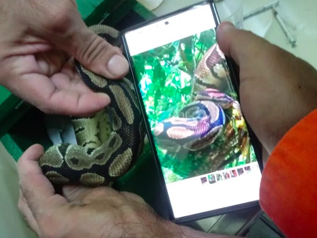 Os bombeiros confirmaram que se tratava da mesma serpente solta na semana anterior, identificada pelo padrão de manchas. - Reprodução
