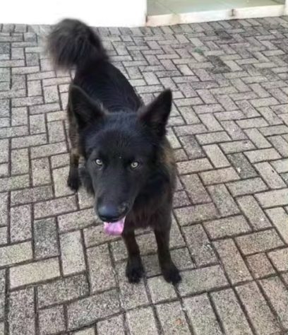 Vídeo de cachorro 'ladrão' que roubou pelúcia de loja no Paraná viraliza nas redes
