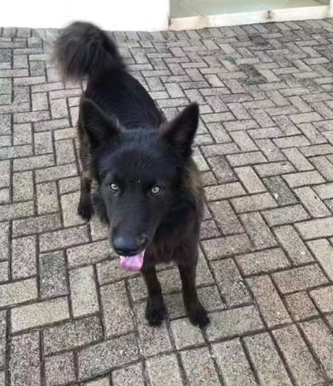 Depois do episódio, Natalia lançou uma campanha nas redes sociais para tentar encontrar um lar para o cãozinho. "Quem estiver com vontade [de adotar], tenho certeza que será muito acolhedor, pois ele é muito bonzinho", disse ela.