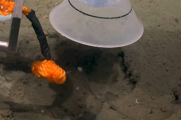 Cientistas descobrem novas espécies nas profundezas do oceano