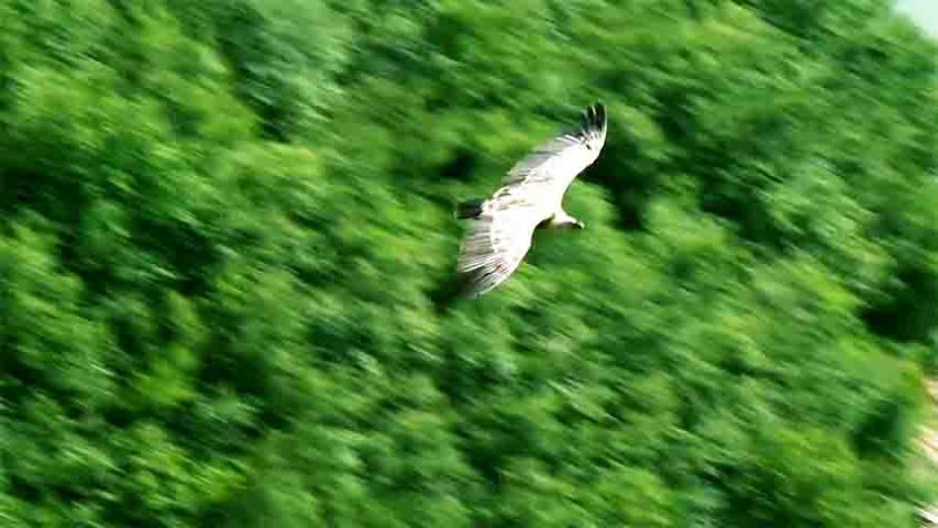 Abutres, aves, animais - Reprodução do Youtube Canal Maiores do Mundo