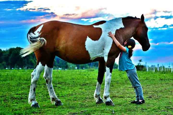 Cavalo, animal - Imagem de Luciano Marelli por Pixabay