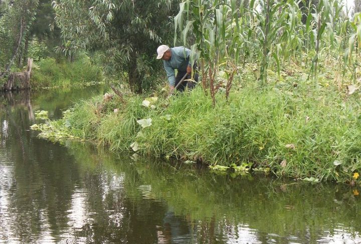 Até hoje essa área ainda abriga os canais e chinampas — sistemas agrícolas flutuantes pré-hispânicos — que servem de habitat natural para a espécie.