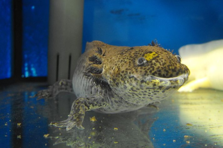 Axolote (Ambystoma mexicanum)