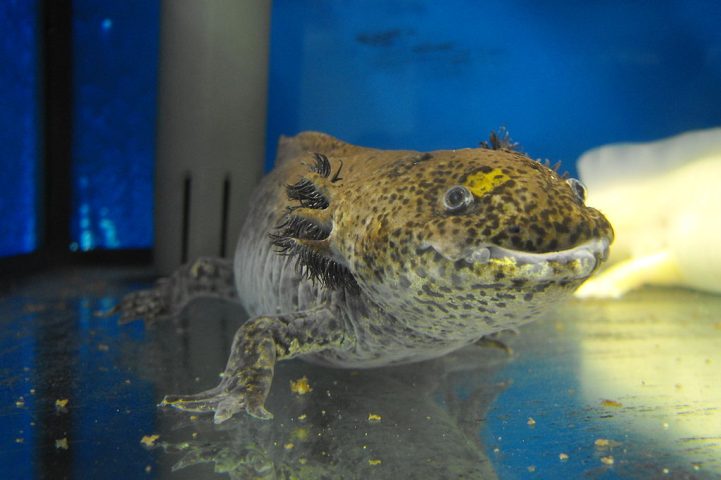 Como um anfíbio permanentemente aquático, desenvolveu uma adaptação evolutiva singular: a capacidade de respirar simultaneamente por brânquias, pele e pulmões. 