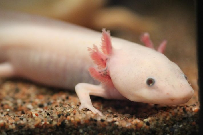 Axolote (Ambystoma mexicanum)