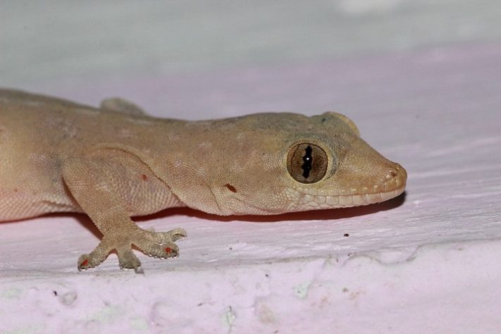 Lagartixa
