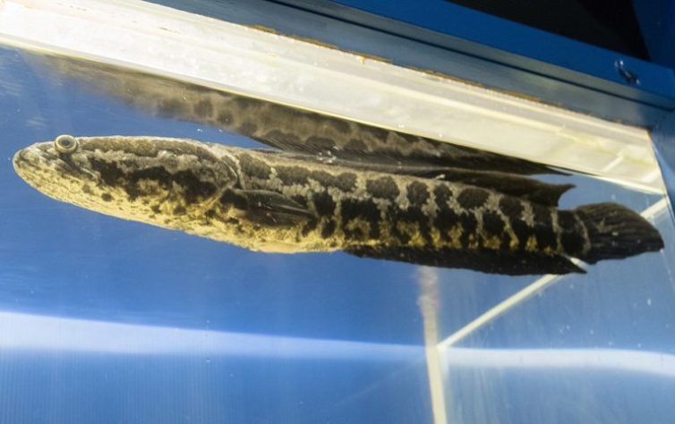 Peixe cabeça-de-cobra-do-norte (Channa argus)