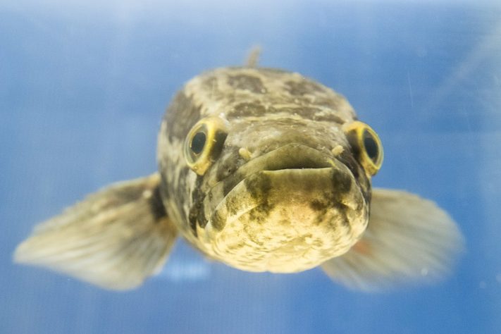 Peixe cabeça-de-cobra-do-norte (Channa argus)
