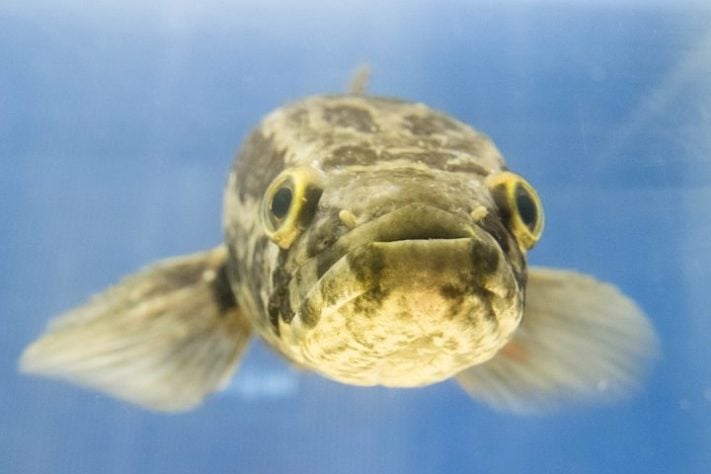 Peixe cabeça-de-cobra-do-norte (Channa argus)