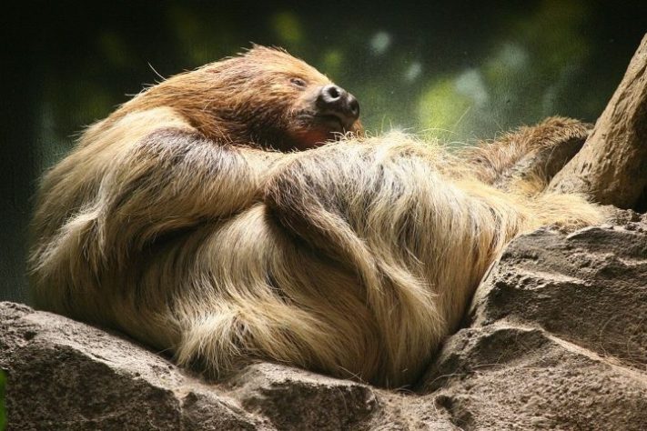 preguiça-de-dois-dedos (Choloepus didactylus)