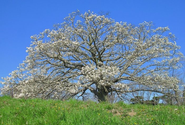Árvore Magnolia