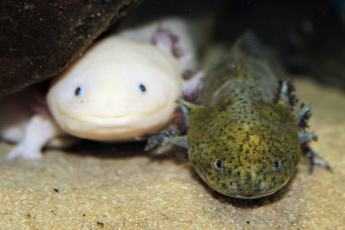 Axolote (Ambystoma mexicanum)