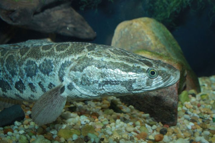 Peixe cabeça-de-cobra-do-norte (Channa argus)