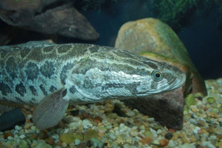 Peixe cabeça-de-cobra-do-norte (Channa argus)
