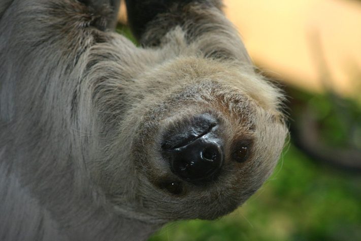 preguiça-de-dois-dedos (Choloepus didactylus)